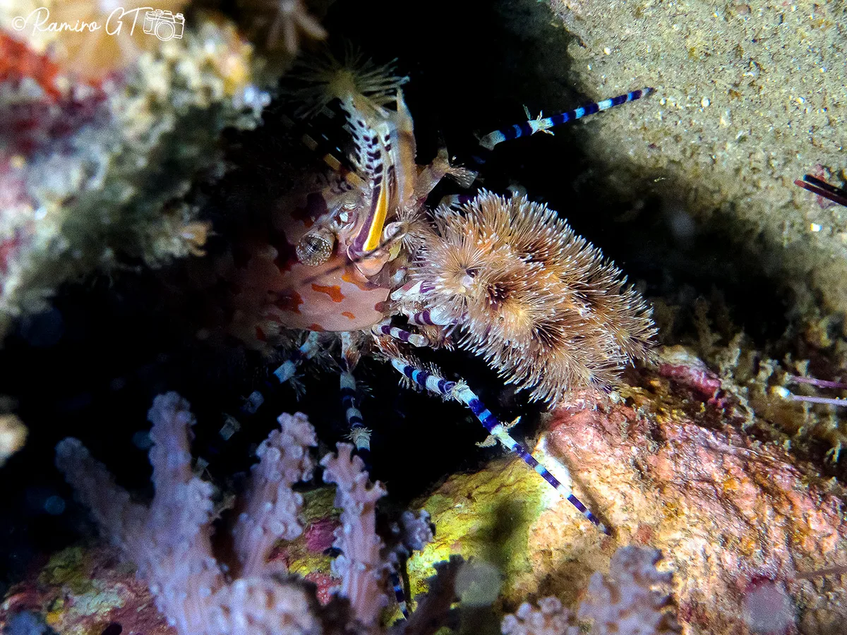 Marbled Shrimp, Saron inermis