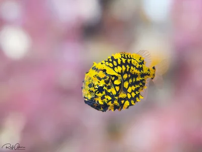 Japanese Pineapplefish - Monocentris japonica