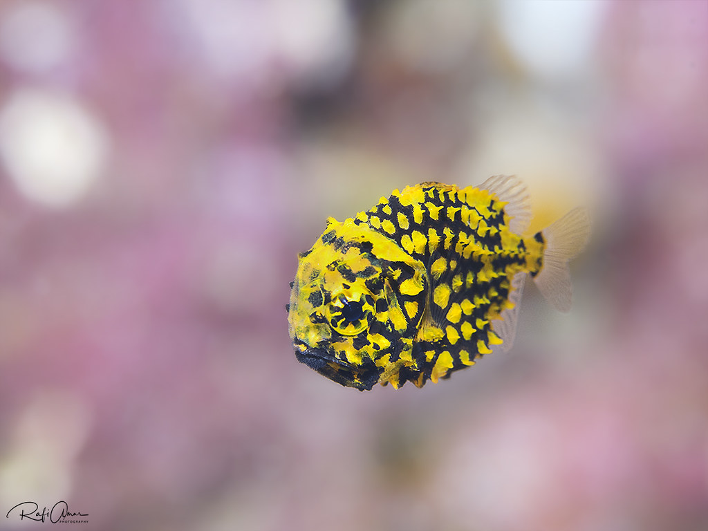 Japanese Pineapplefish - Monocentris japonica