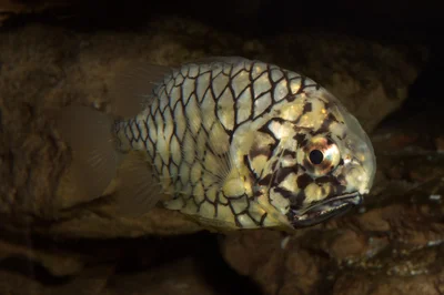 Monocentris japonica