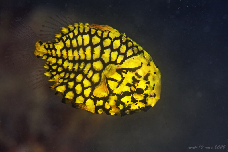 Pinconefish, Monocentris japonica