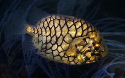 Pinecone fish (Monocentris japonica)