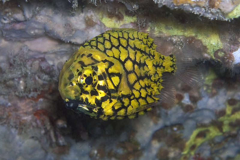 55 Японский шишечник- Pineapple fish (Monocentris japonica)
