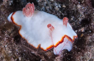 DORIS DE VERRIER (Goniobranchus verrieri) élis@ P1090384