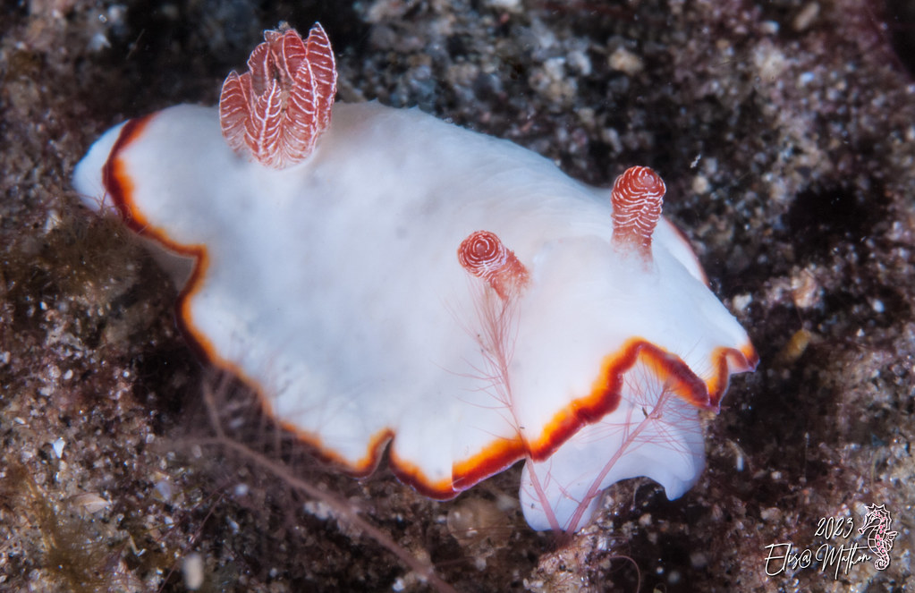 DORIS DE VERRIER (Goniobranchus verrieri) élis@ P1090384