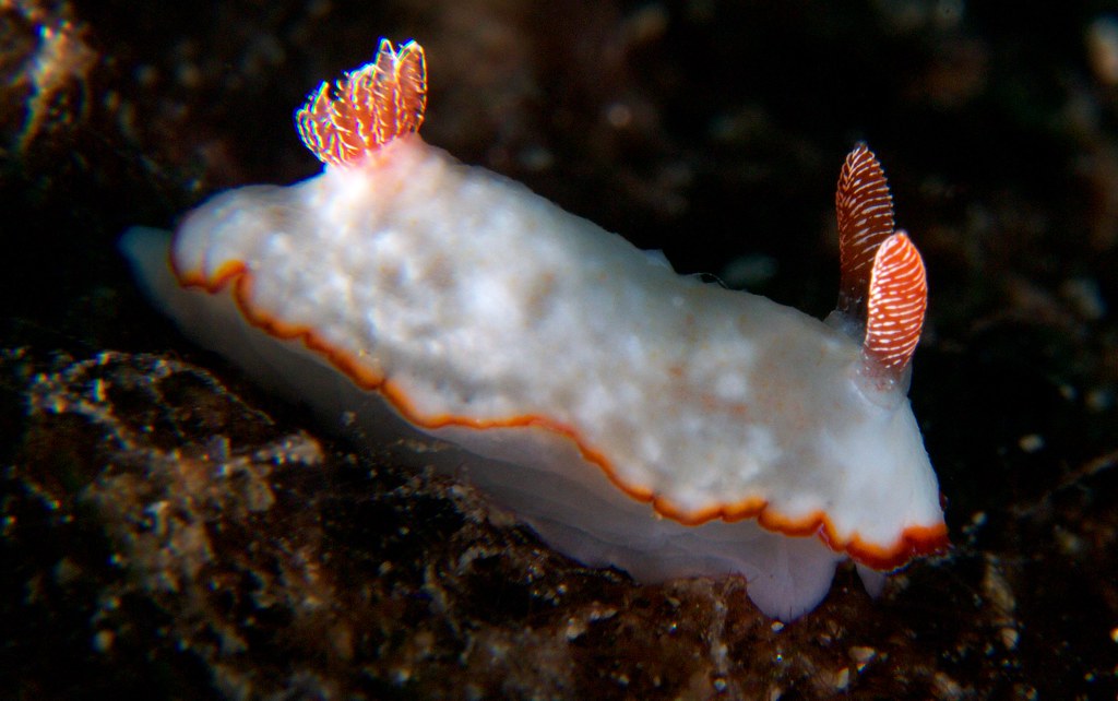 Goniobranchus verrieri (before Chromodoris verrieri), Romblon Island, Philippines