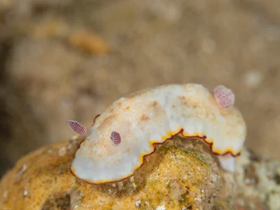 Goniobranchus verrieri