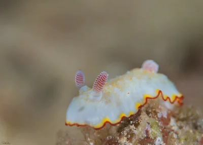 Goniobranchus verrieri