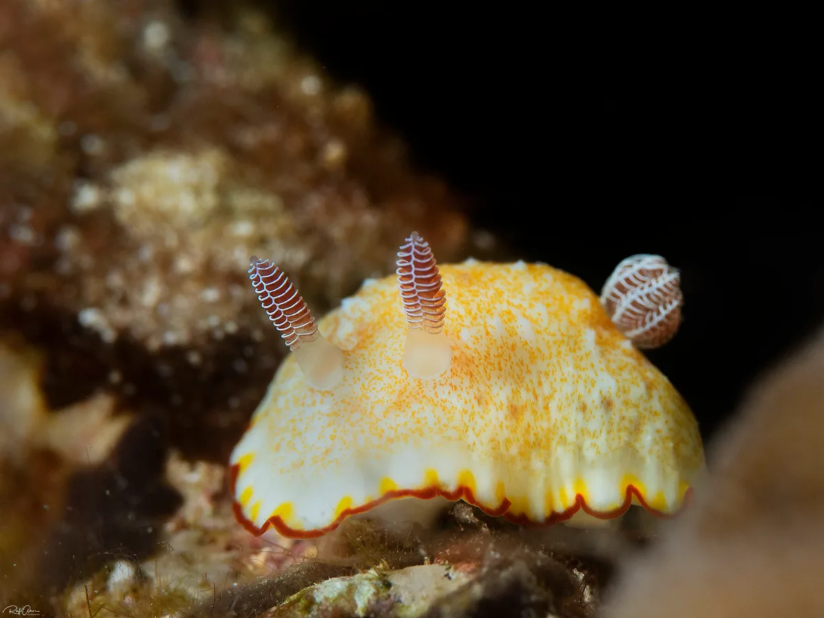 Goniobranchus verrieri
