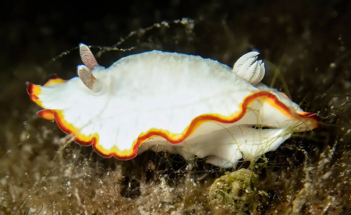 Goniobranchus verrieri BS