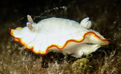 Goniobranchus verrieri         BS