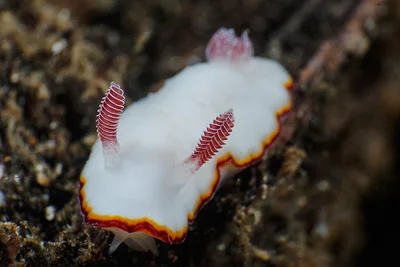 Goniobranchus verrieri