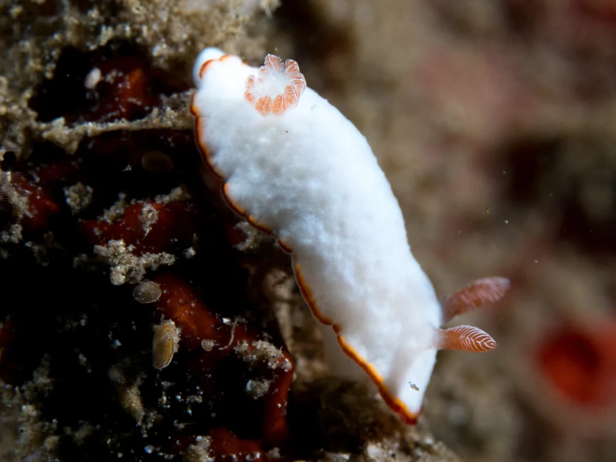 Goniobranchus verrieri