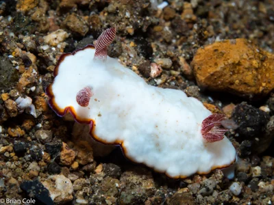 Goniobranchus verrieri