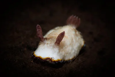 Goniobranchus verrieri