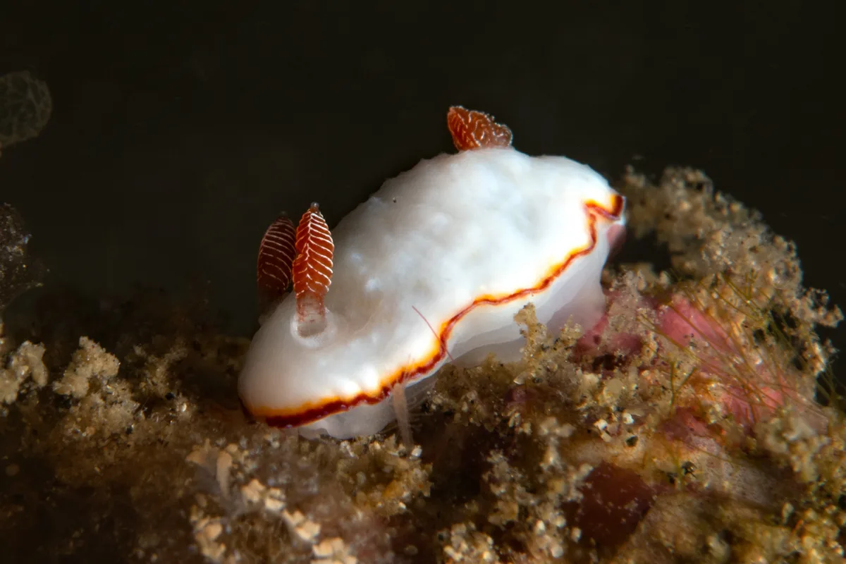 Goniobranchus verrieri