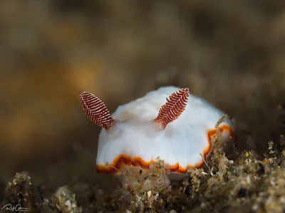 Two-band goniobranchus - Goniobranchus verrieri