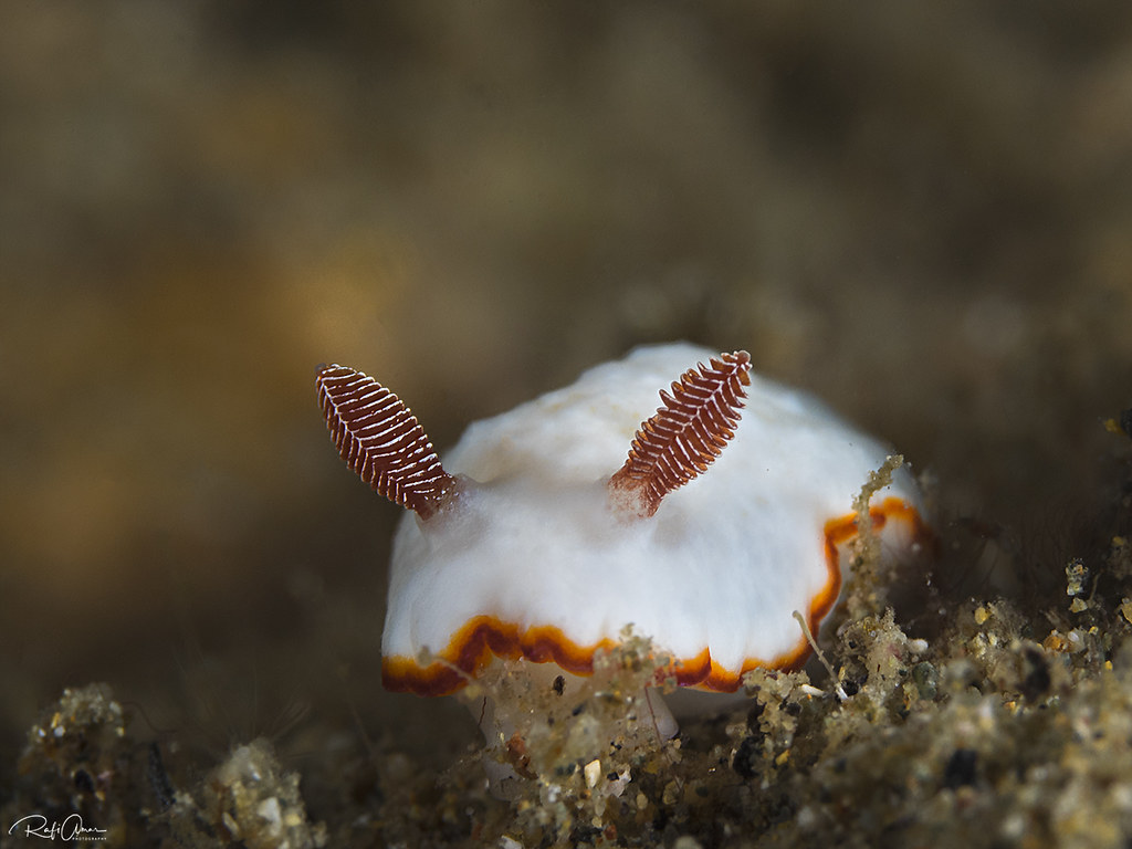 Two-band goniobranchus - Goniobranchus verrieri