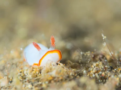 Two-band goniobranchus - Goniobranchus verrieri