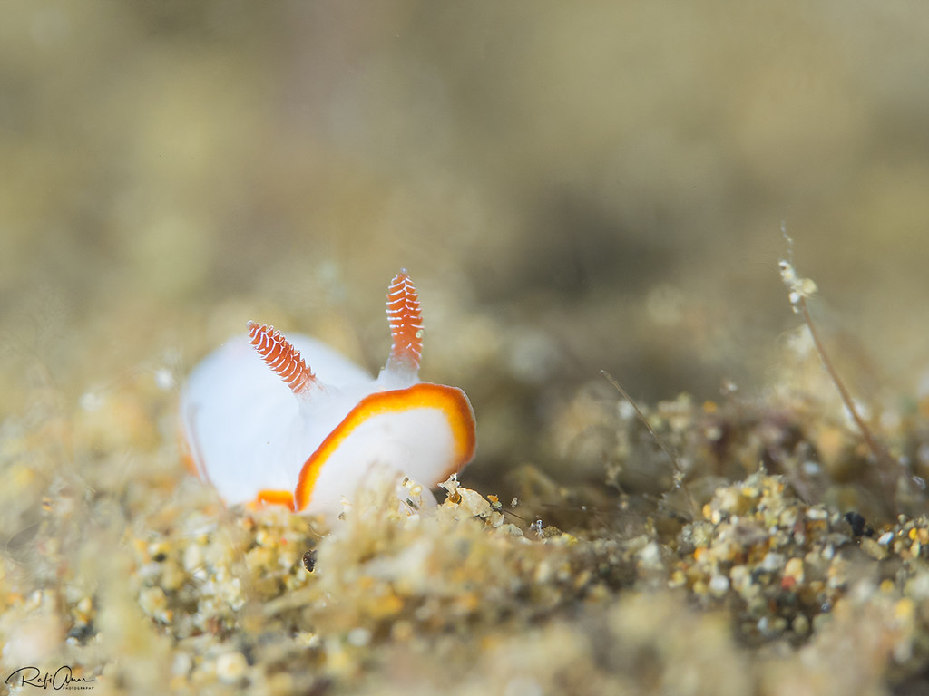 Two-band goniobranchus - Goniobranchus verrieri