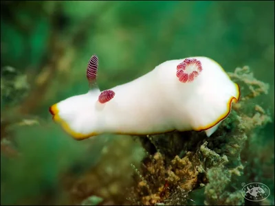 Nudibranch (Goniobranchus verrieri)