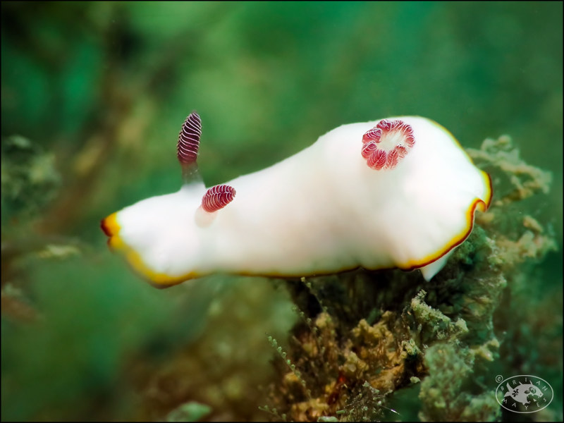 Nudibranch (Goniobranchus verrieri)