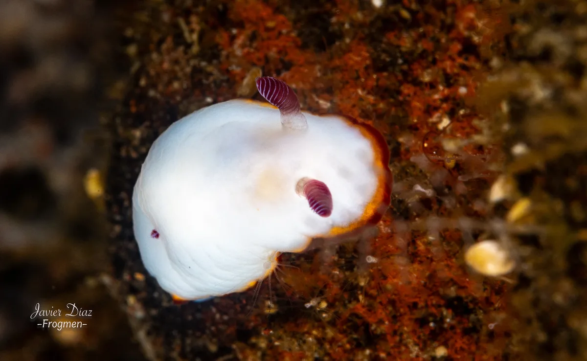 Goniobranchus verrieri. Tulam. Bali.