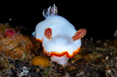 Goniobranchus verrieri. Tulamben. Bali.