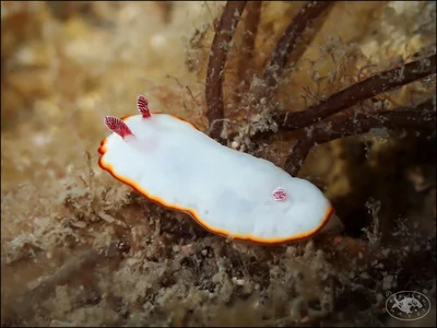 Nudibranch (Goniobranchus verrieri)