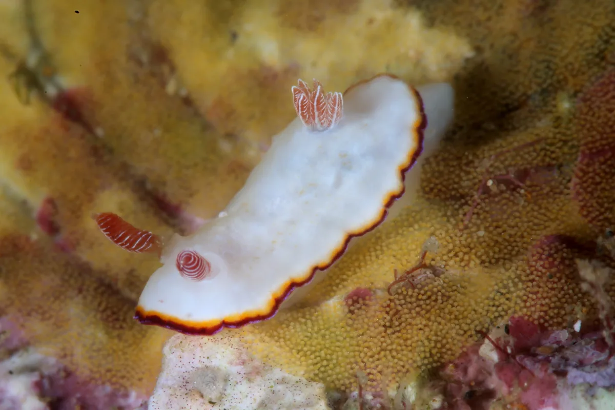 Nudibranch - Goniobranchus verrieri