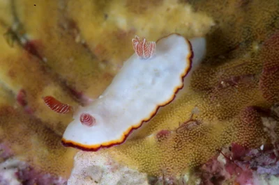 Nudibranch - Goniobranchus verrieri