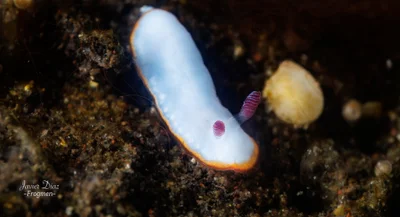 Goniobranchus verrieri. Tulamben. Bali.