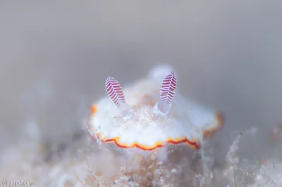 Goniobranchus verrieri - Red Sea, Southern District, IL
