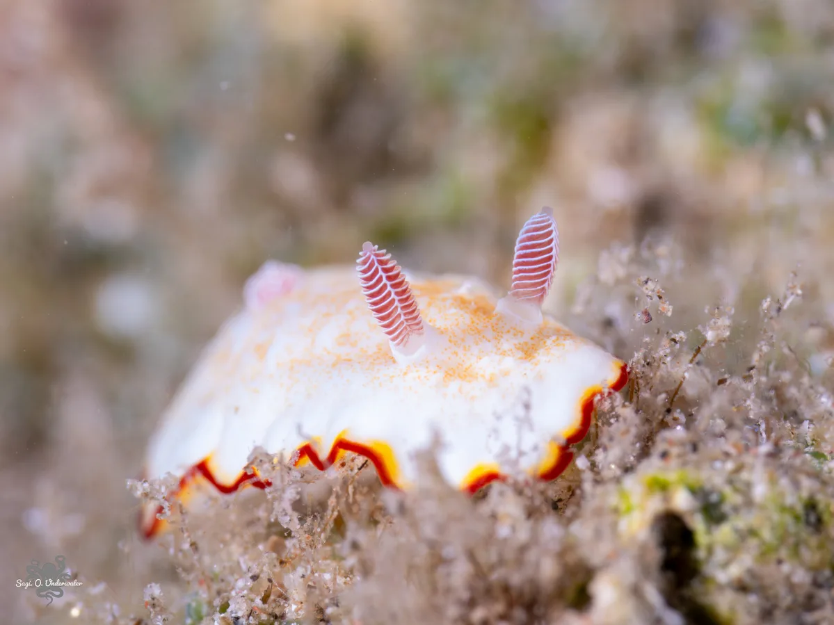 Goniobranchus verrieri - Beersheba, Israel