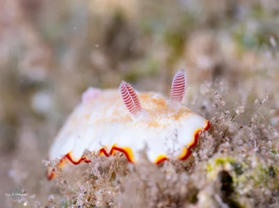 Goniobranchus verrieri - Beersheba, Israel