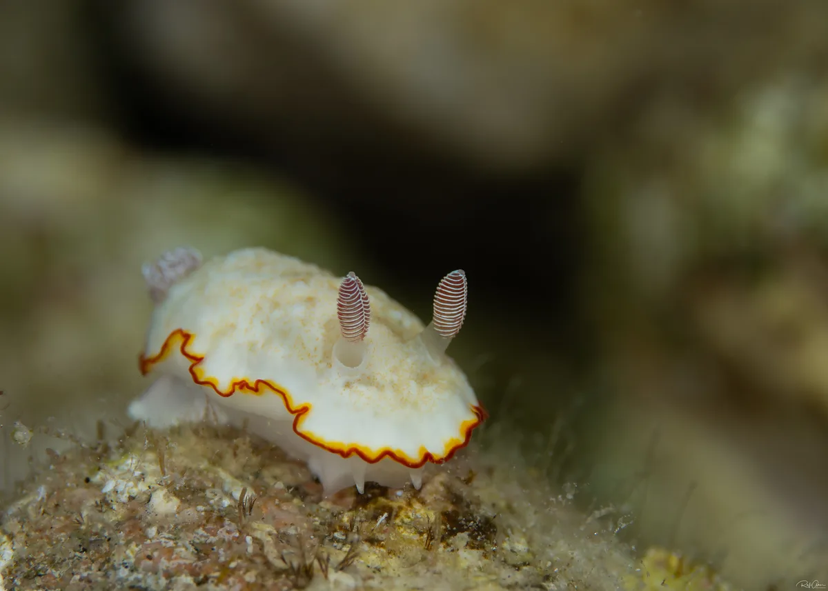 Goniobranchus verrieri - אילת, ישראל