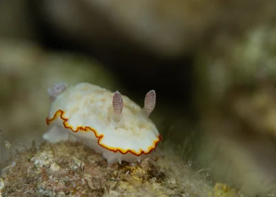 Goniobranchus verrieri - אילת, ישראל