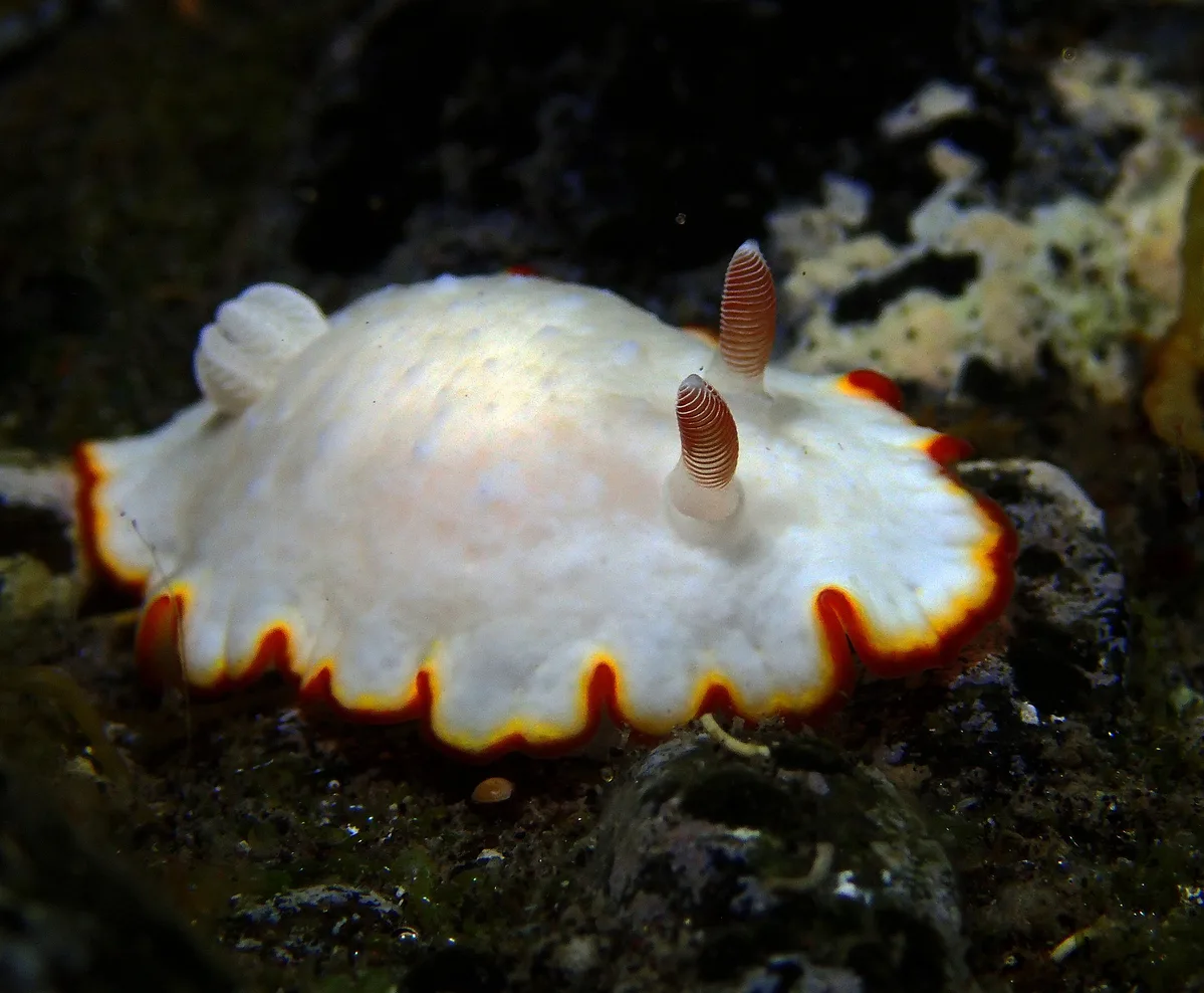 Goniobranchus verrieri - L'Étang-Salé, RE-PL, RE