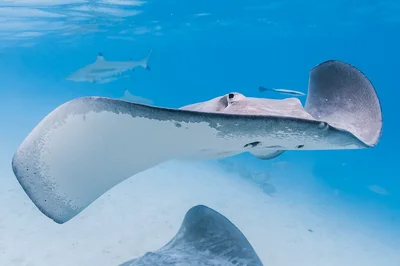 Tahitian Stingray - Pateobatis fai