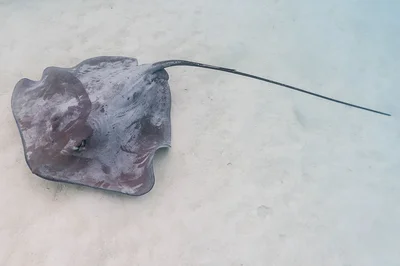 Tahitian Stingray - Pateobatis fai