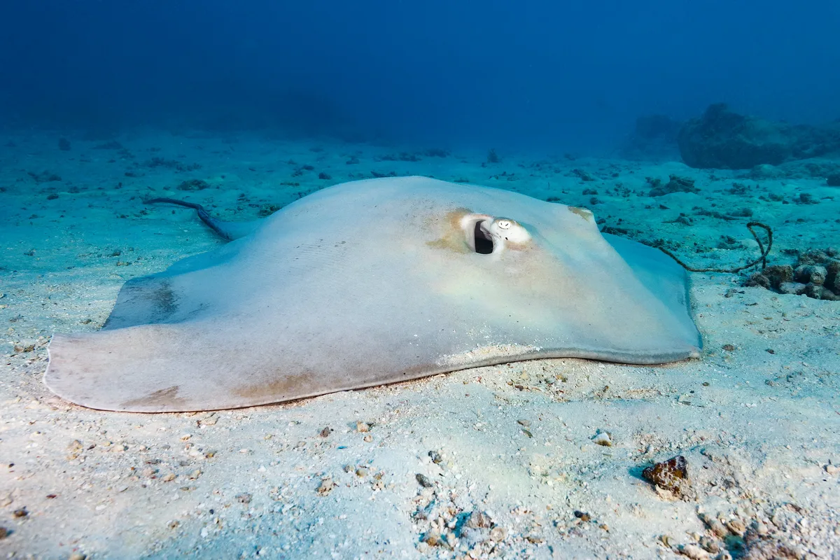 Pink Whipray - Pateobatis fai