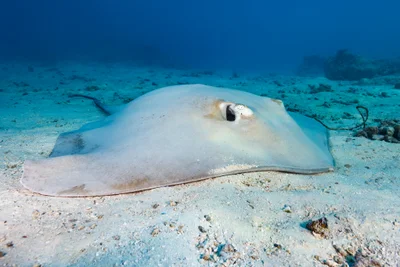 Pink Whipray - Pateobatis fai