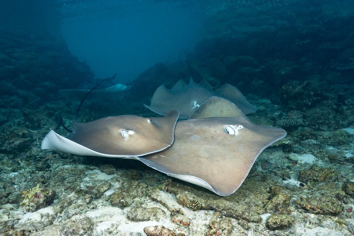 Pink Whipray - Pateobatis fai