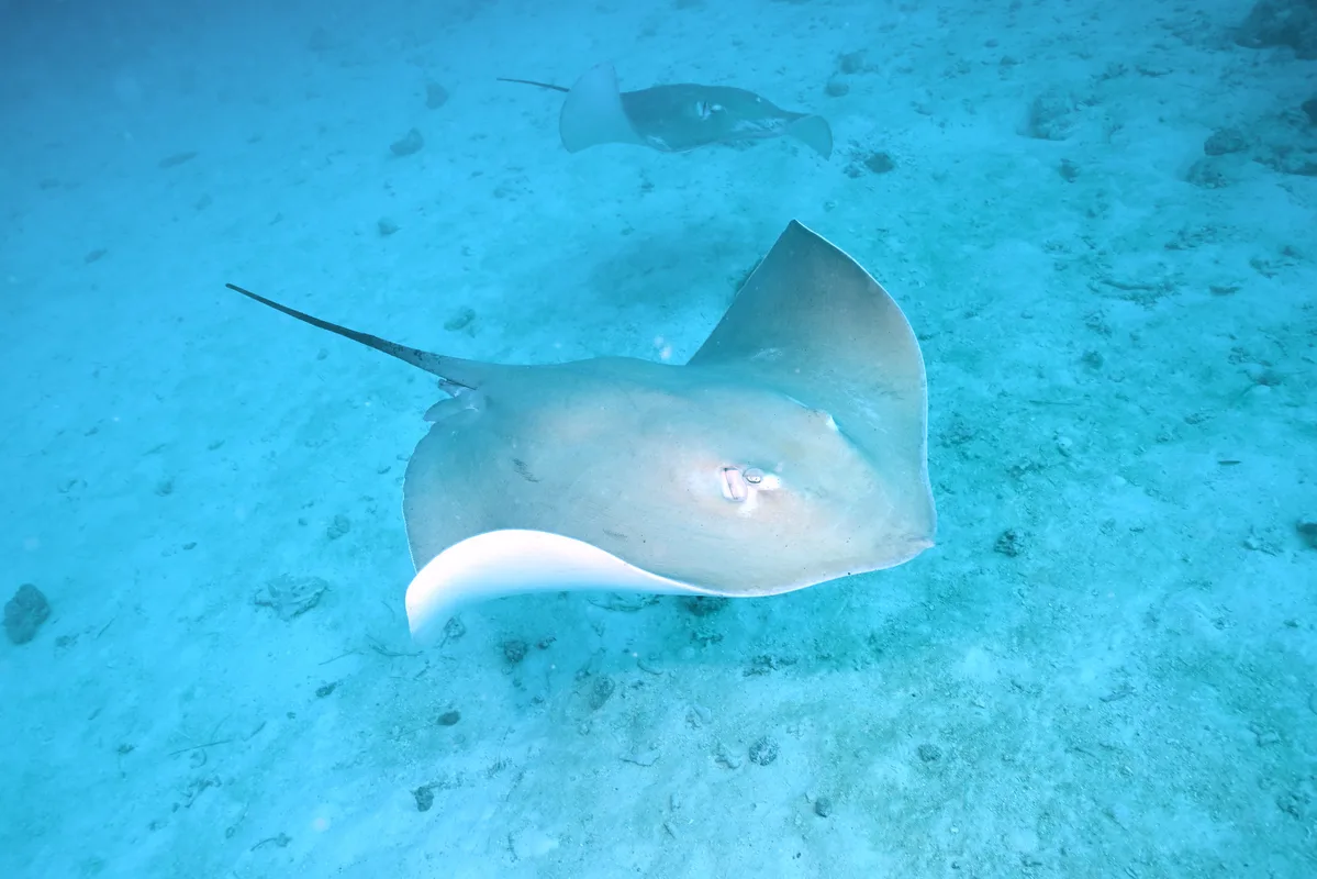 Pink Whipray - 2025 - 2