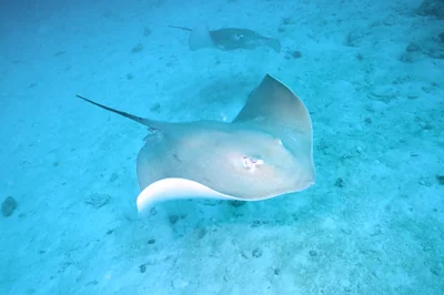 Pink Whipray - 2025 - 2