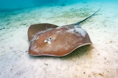 Pink Whipray - Pateobatis fai