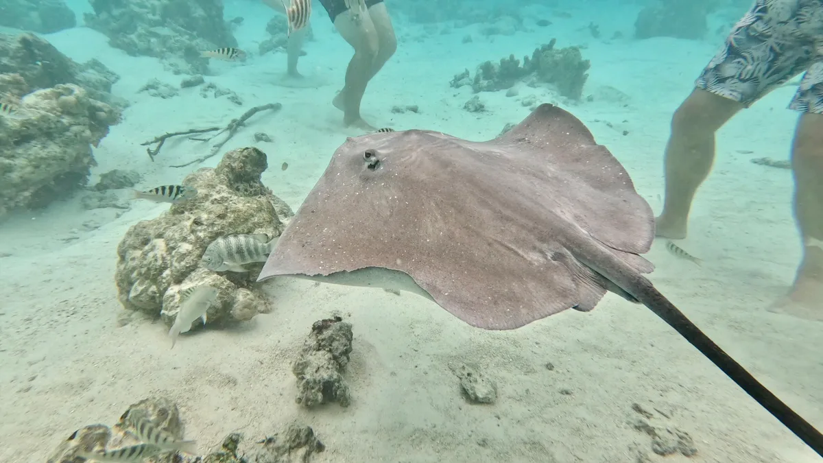 Pink Whipray
