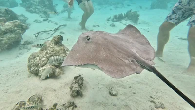 Pink Whipray
