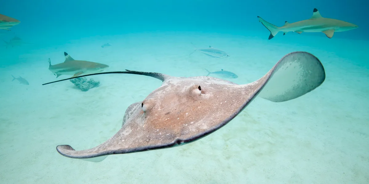 Pink whipray (Pateobatis fai) Moorea