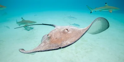 Pink whipray (Pateobatis fai) Moorea